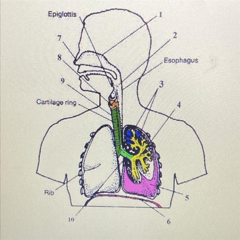 19) What is the name of the membrane surrounding structure #5?-example-1