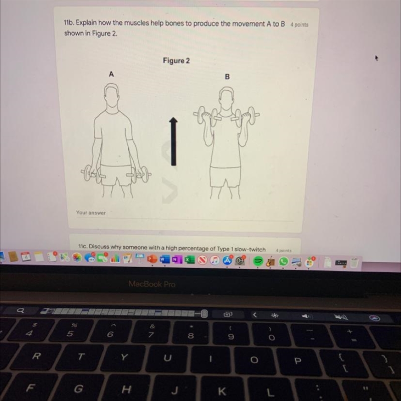 11b. Explain how the muscles help bones to produce the movement A to B 4 points shown-example-1