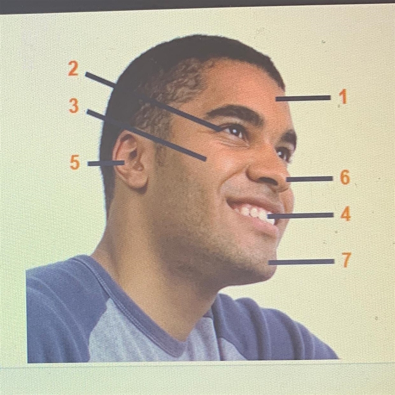 Select the proper terminology for the numbered facial regions indicated in the diagram-example-1