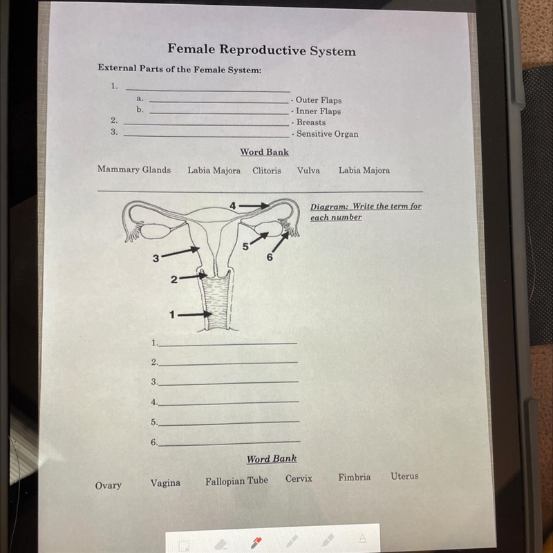 HELP! HEALTH CLASD FEMALE REPRODUCTIVE SYSTEM!-example-1