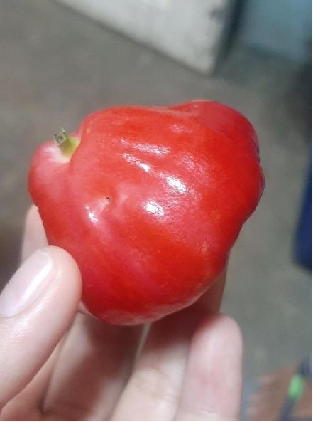 Can someone tell me what fruit is this-example-1