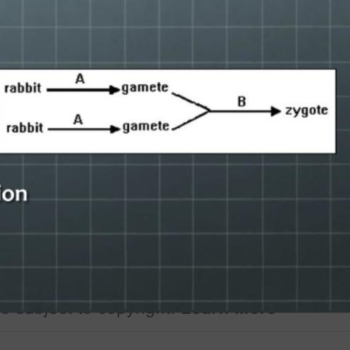 The diagram shows a sequence of events. The sequence of events from rabbits to zygote-example-1