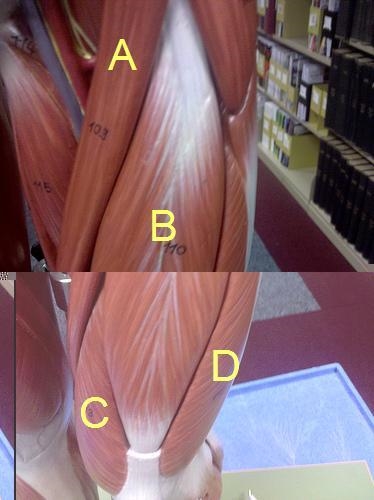 What muscle is letter B showing in the diagram below?-example-1