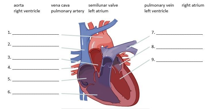 In the image below, what part of the heart is number 1 pointing to?-example-1