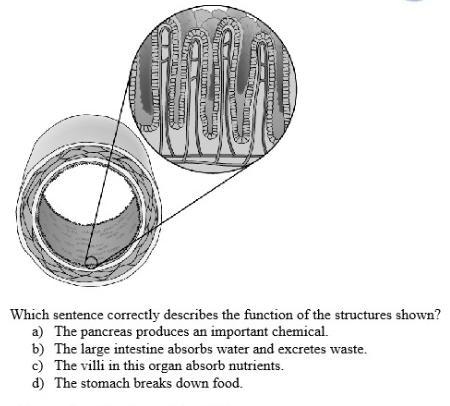 The diagram shows the inside of the small intestine.-example-1