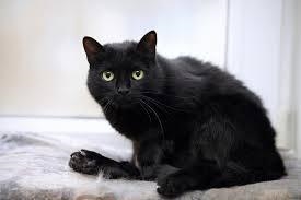 My black cat died =(-example-1