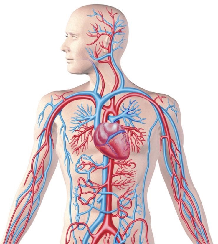 What is the function of the circulatory system shown? to break down and release nutrients-example-1