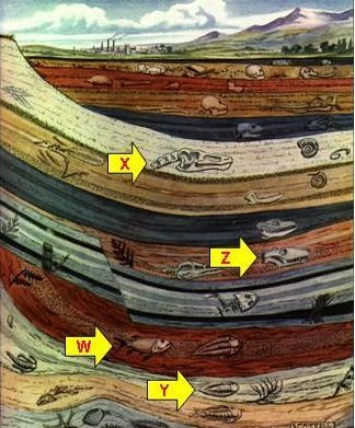 In the diagram above, which fossil is the oldest?-example-1