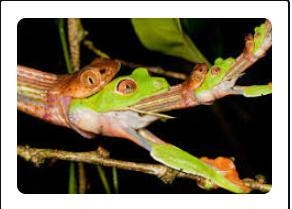 Look at the food chain illustrated here. Frogs react very quickly to changes in their-example-1