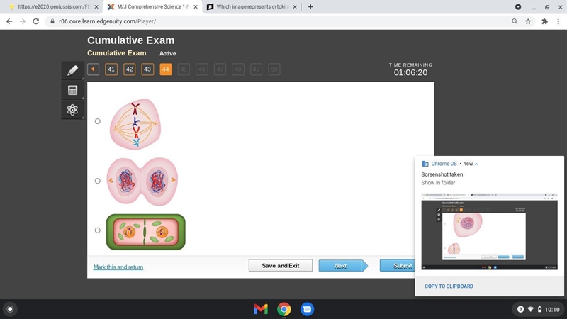 Which image represents cytokinesis in a plant cell?-example-1