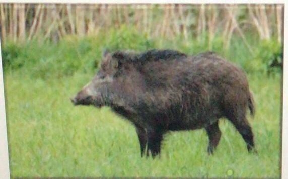 Plzzz help meee Wild boars like the one in the photo above live in what type of European-example-1