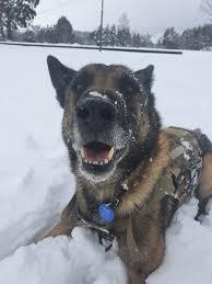 This is what happens when you let your dog in the snow. its always heartwarming to-example-1