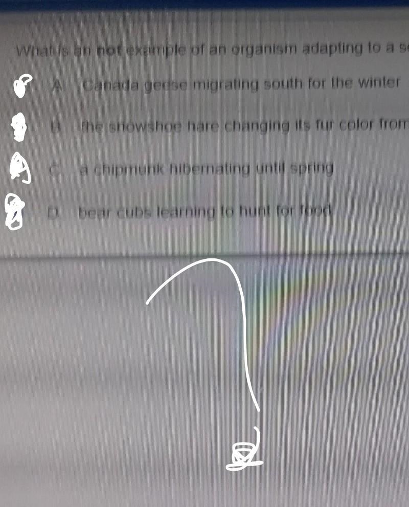 What is an not example of an organism adapting to a seasonal change? ((also its supposed-example-1