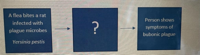 Which statement best fits in the blank box above? 1) Flea from infected rat bites-example-1