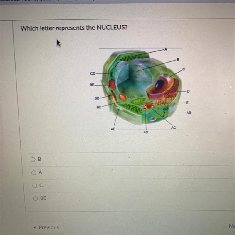 Which letter represents the nucleus-example-1