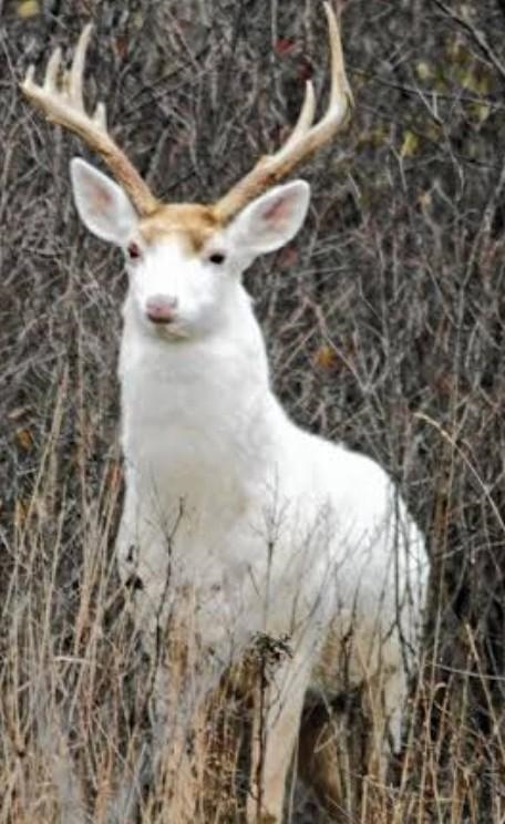 What is a white deer just curious​-example-1