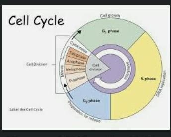 Which statement about the relationship between interphase, the cell cycle, and mitosis-example-1