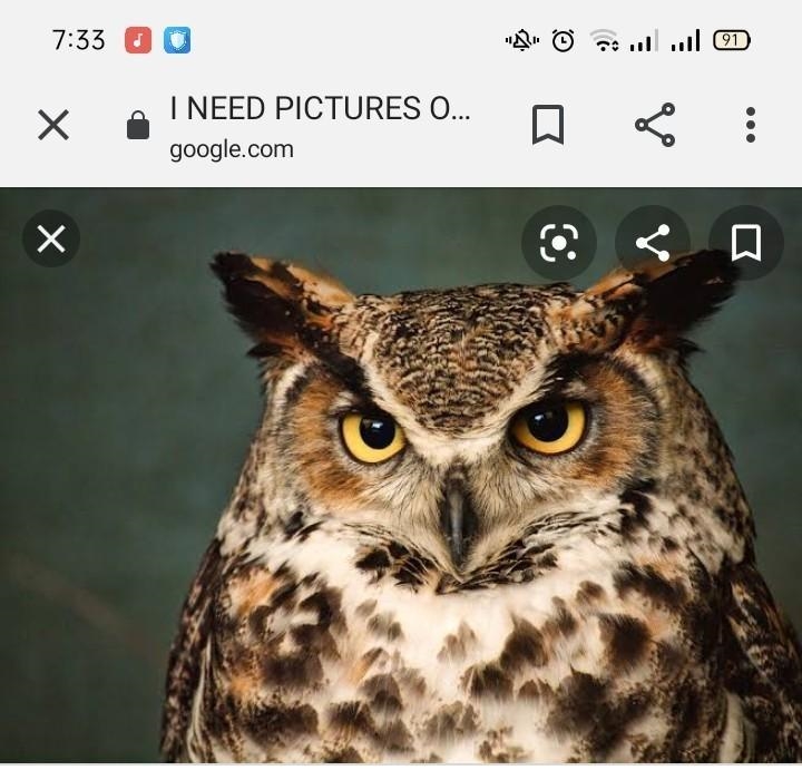 I NEED PICTURES OF THE GREAT HORNED OWLS HABITAT ASAP!!-example-4