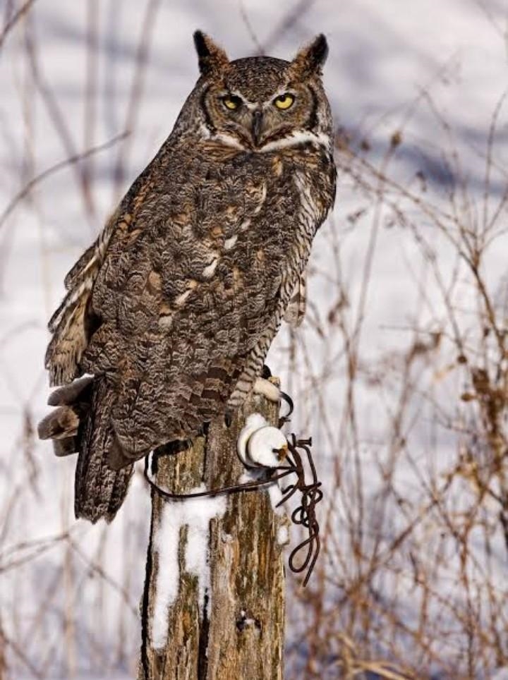 I NEED PICTURES OF THE GREAT HORNED OWLS HABITAT ASAP!!-example-1