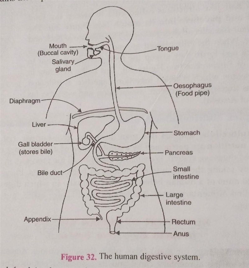 What is our digestive system?-example-1