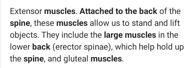 A large muscle attached to the back *-example-1