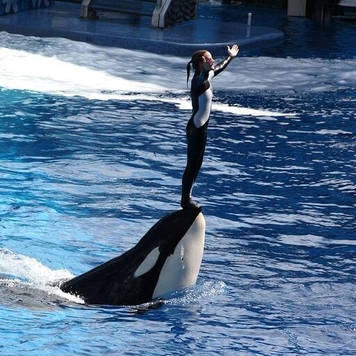 What is the reason SeaWorld is planning to increase the size of its orca enclosure-example-2