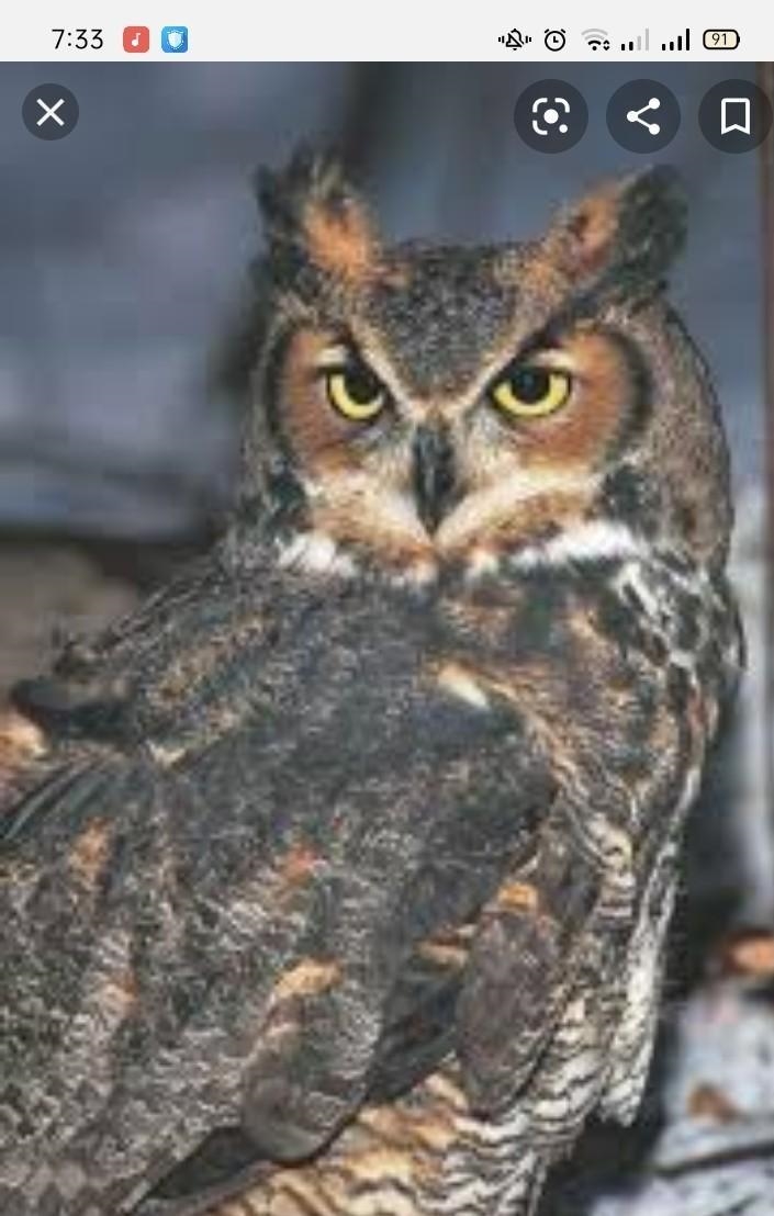 I NEED PICTURES OF THE GREAT HORNED OWLS HABITAT ASAP!!-example-2