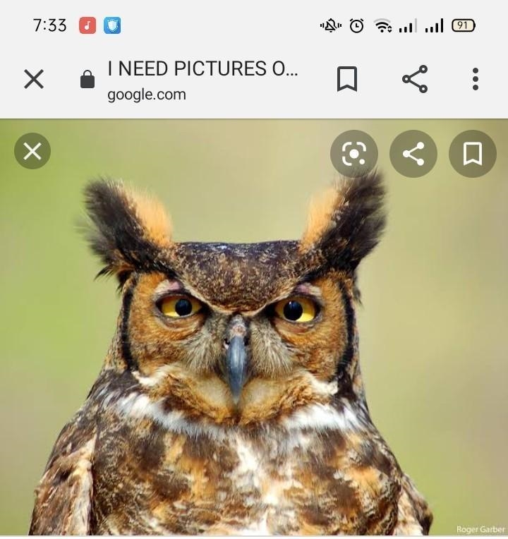 I NEED PICTURES OF THE GREAT HORNED OWLS HABITAT ASAP!!-example-3