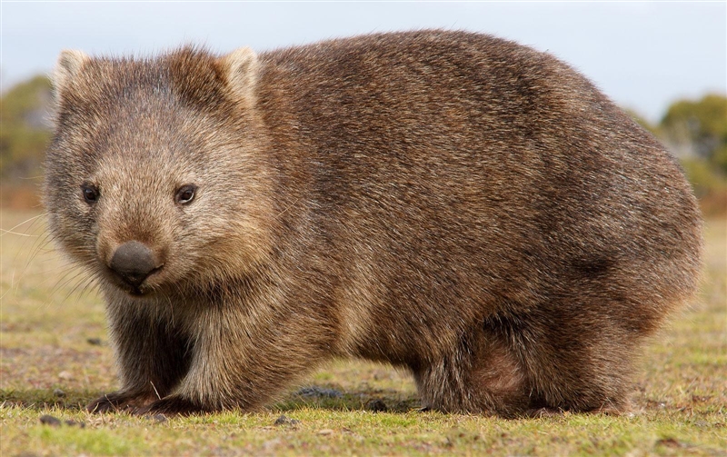 What does the wombat look like?-example-1