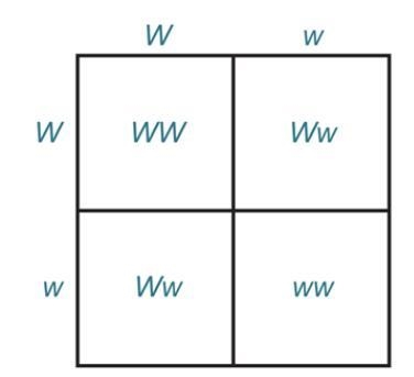 Having white wool (W) is dominant over having black wool (w). Two heterozygous sheep-example-1