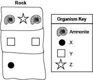 The diagram below shows the layers of a rock having an ammonite: Which statement about-example-1