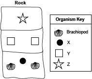 The diagram below shows the layers in a rock having a brachiopod: A rock column labeled-example-1