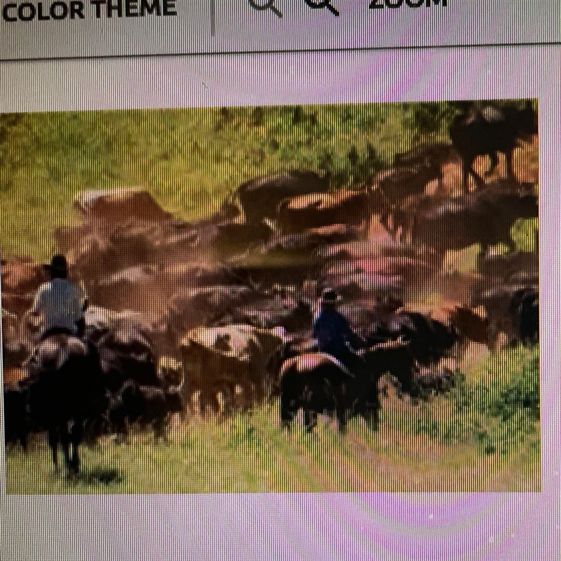 PlEASE HELP The picture above represents A:Cowboys on a cattle drive B:Cowboys planting-example-1