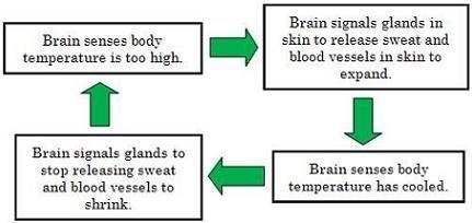 The flowchart below represents a system. What is the input in this system? A. sweat-example-1