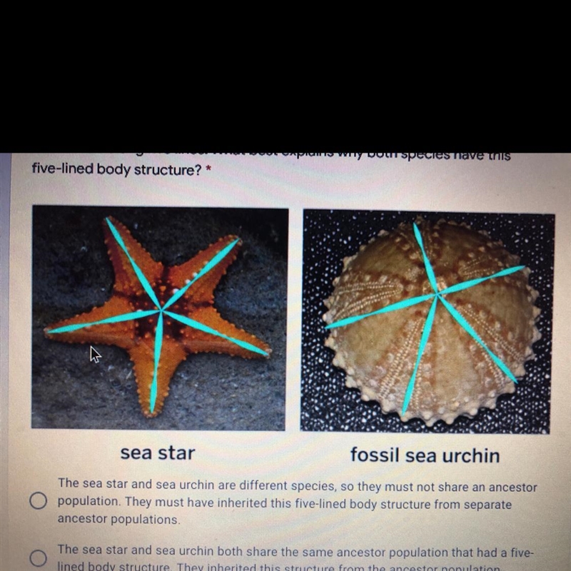 3. This living sea star and tossi sea urchin both have body structures that paris-example-1