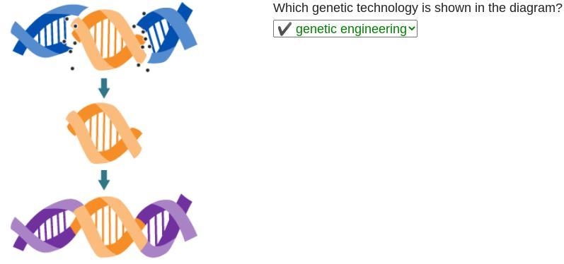 Which genetic technology is shown in the diagram?-example-1