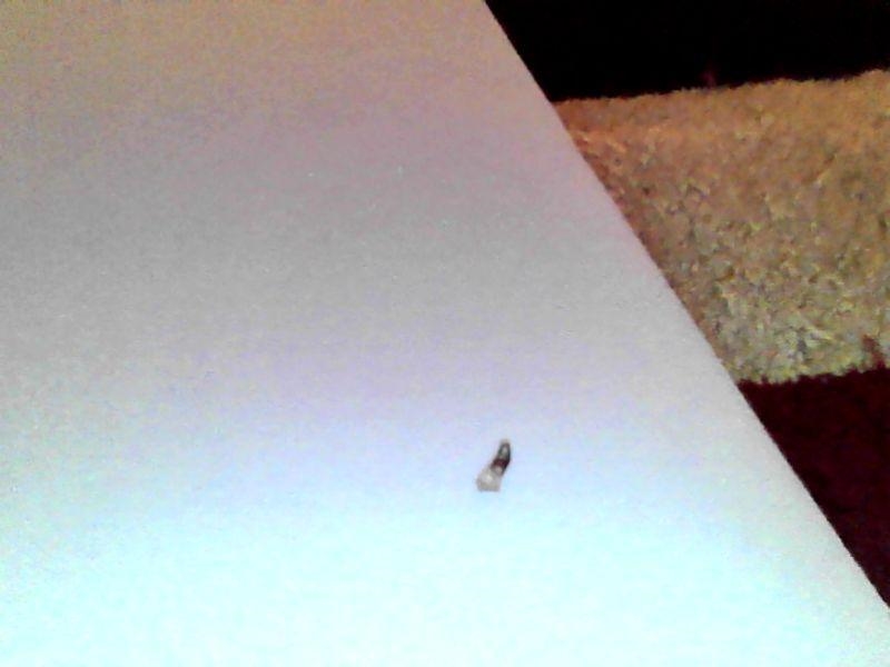 What type of bug is this- ( take 2)-example-1