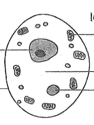 Is this a plant cell or animal cell and how do u know-example-1