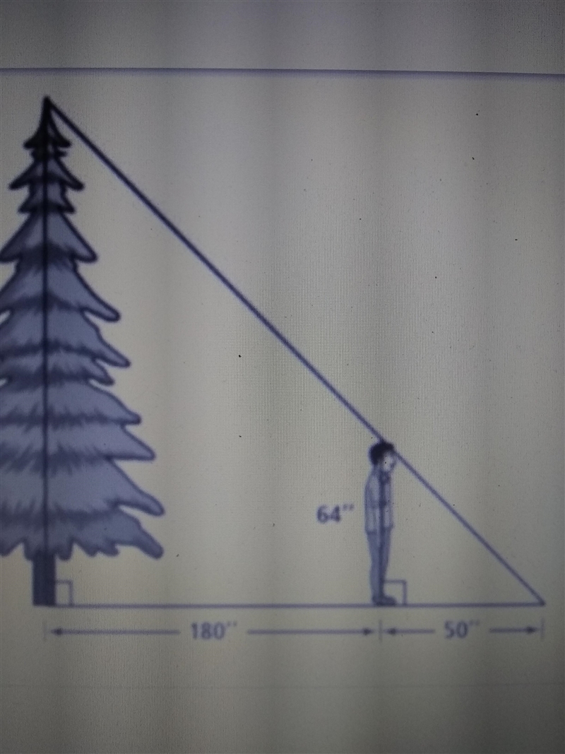 Mateo is 64 inches tall. He casts a shadow that is 50 inches long. His shadow extends-example-1