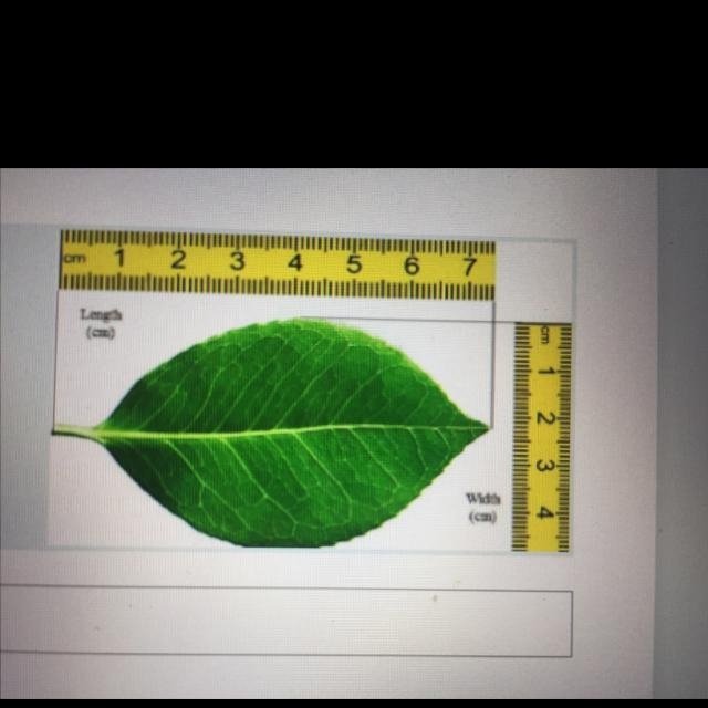 How many millimeters in length is the leaf?-example-1