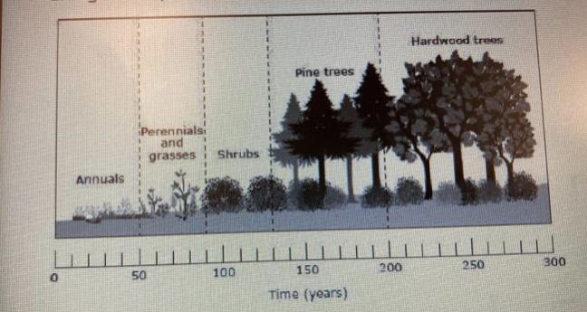 Secondary succession occurs following triggers such as logging, mining, wildfires-example-1