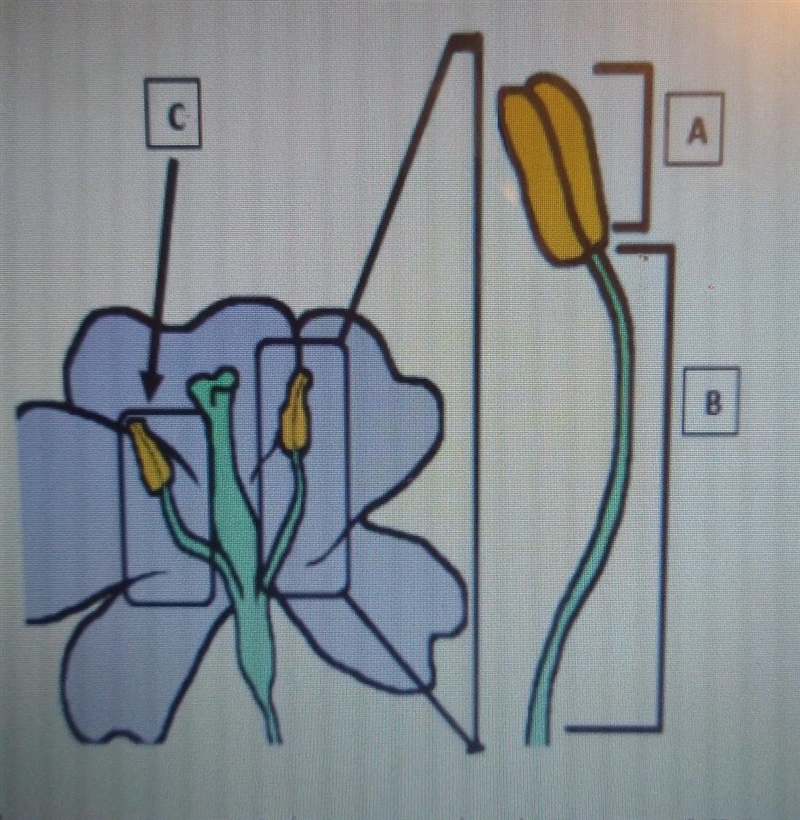 Flowers can contain one or both sexes of flower parts. A ___ is the B____ is the C-example-1