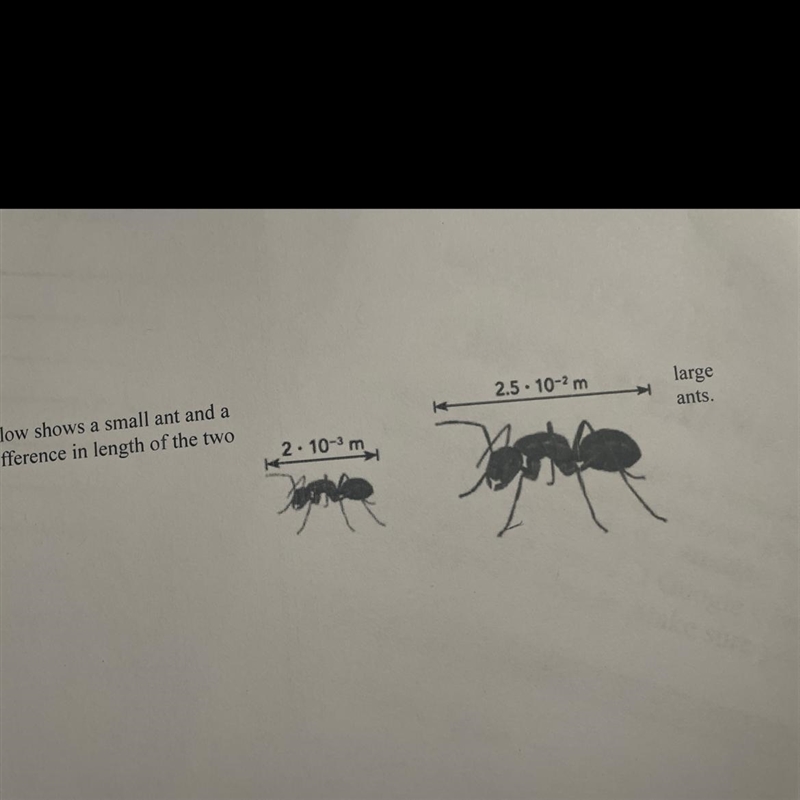 The diagram below shows a small ant and an ant find the difference in length of the-example-1