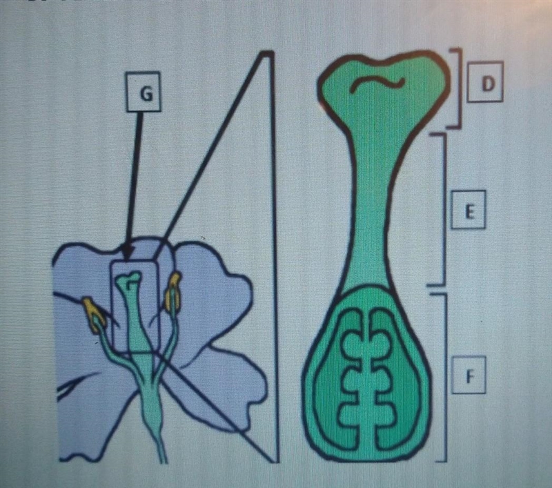 Flowers can contain one or both sexes of flower parts. D______ is the E_____is the-example-1