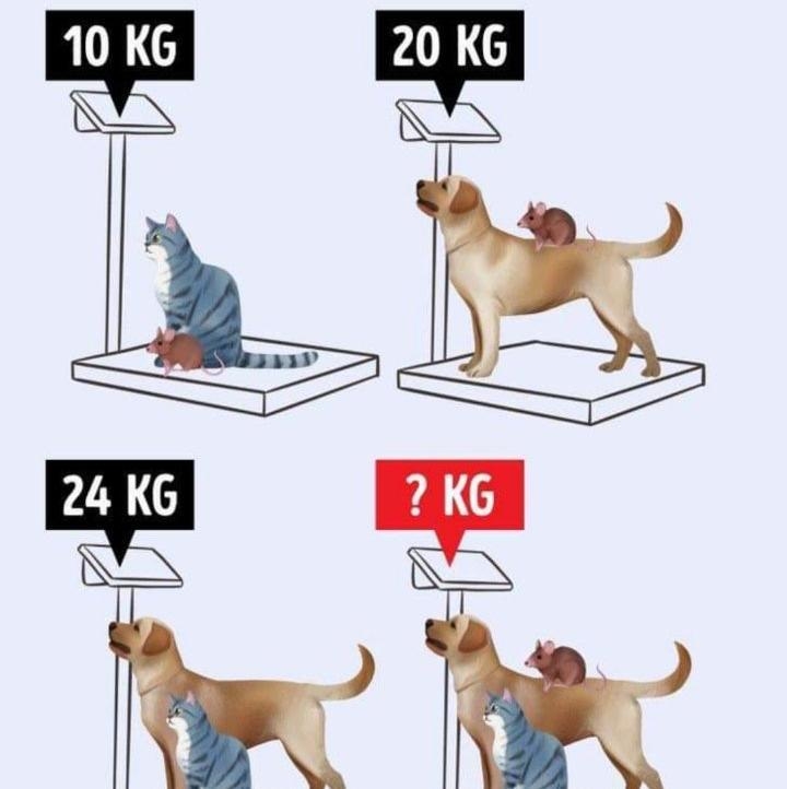 10kg 20kg 24kg ?kg plz answer this for me-example-1