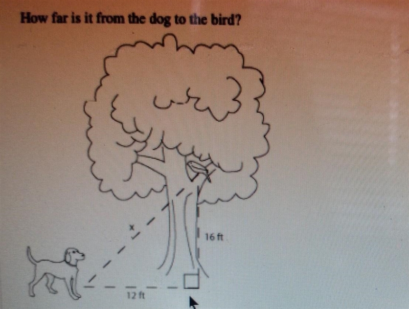 How far is the dog to the bird?​-example-1