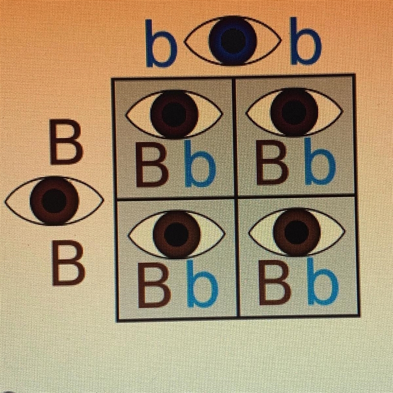 What percent of offspring will be blue eyed? 0% 25% 50% 100% Please I need help-example-1