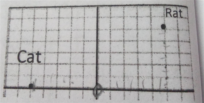 The position of cat and rat are shown in a graph paper.Find the coordinates of cat-example-1