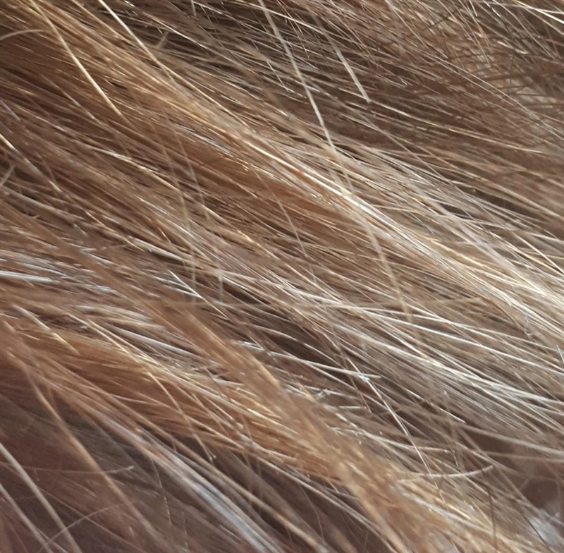 Which hair color is thi hair ?​-example-1