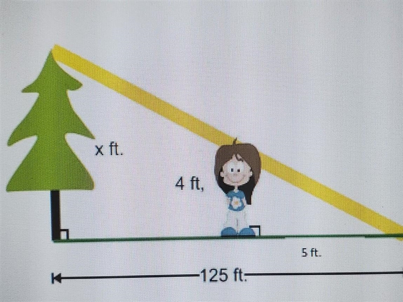 What is the height of the tree A. 156 ft B. 100 ft C. 80 ft D. 25 ft​-example-1